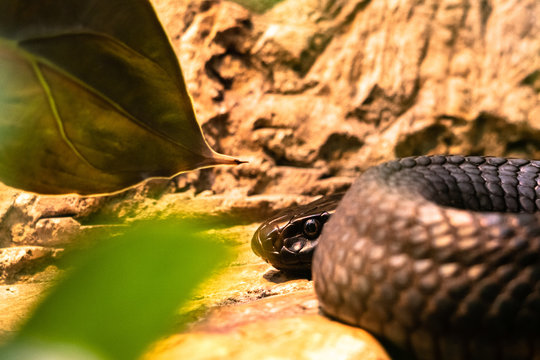 Black Black-necked spitting cobra