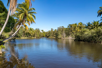 Fototapeta na wymiar Beautiful view of river and palms in Laguna del Tesoro, Cuba