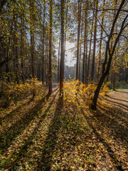Naklejka premium Autumn sun in the forest through the yellowing trees