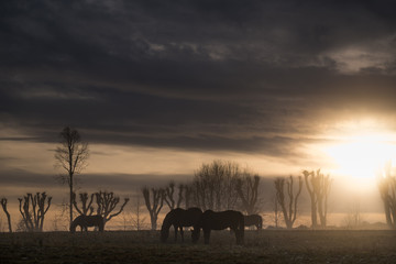 Fototapeta na wymiar wild horses at sunset