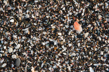 gravel and shell remnants