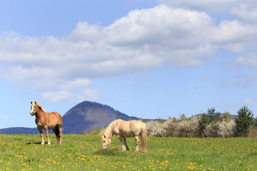 Naklejka na ściany i meble two horses on a meadow