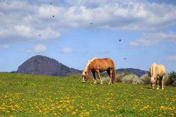 horses on meadow