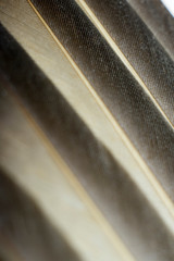 Closeup textured and surface of feather