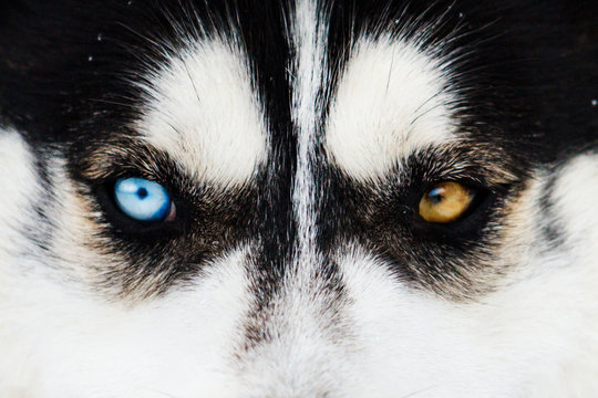 beautiful Husky multicolored eyes