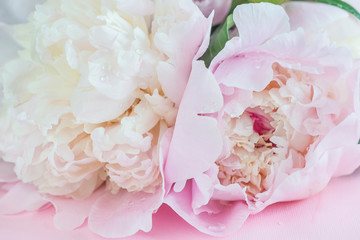Beautiful light pink peony flowers close up