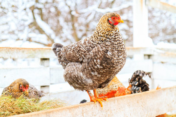 gray chicken sits on a fence in a snowy day