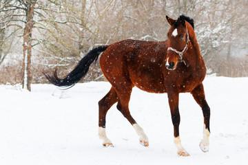 horse dancing on snow during snowfall