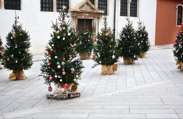 Christmas trees near St. Simon's Church. Zadar. Croatia.