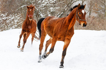 Horses run one after another in the snow