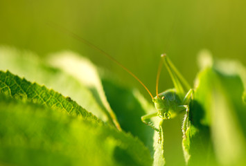 Big green grasshopper on the leaves