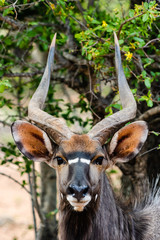 Nyala Bull