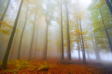 forest in the autumn