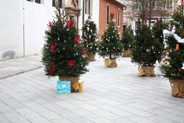 Fototapeta na wymiar Christmas trees near St. Simon's Church. Zadar. Croatia.