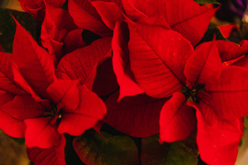 poinsettia plant shot at shallow depth of field,