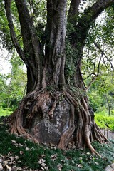 Exotic tropical tree