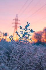 frosty morning dawn