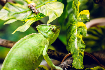 Green chameleon in the wild.