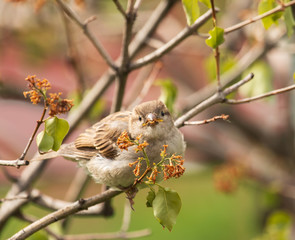 bird of a sparrow on a tree