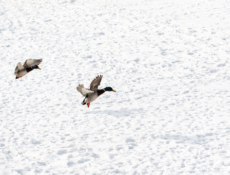 flying ducks on white snow background