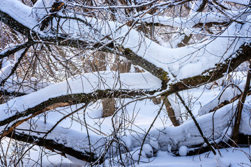 picturesque view of snow-covered forest on field at winter day 