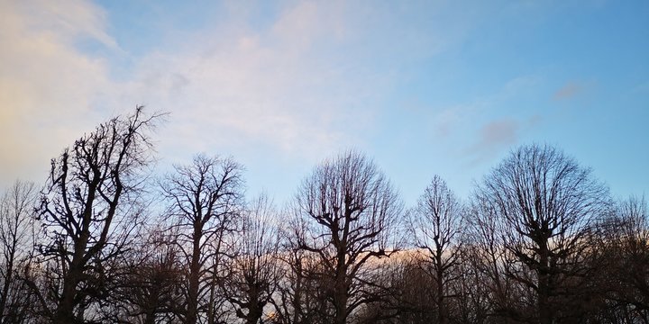 Baumlandschaft