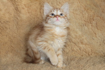 Naklejka na ściany i meble Red fluffy kitten with blue eyes / Рыжий пушистый котенок с голубыми глазами