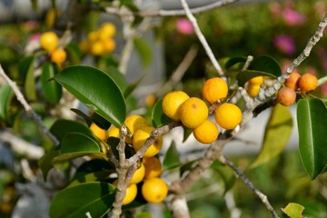Yellow fruit on a branch