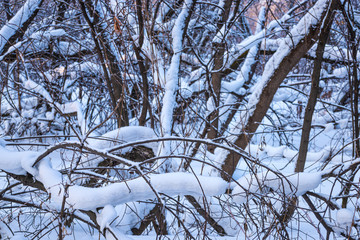 picturesque view of snow-covered forest on field at winter day 