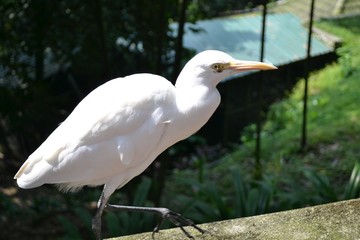 Exotic tropical bird