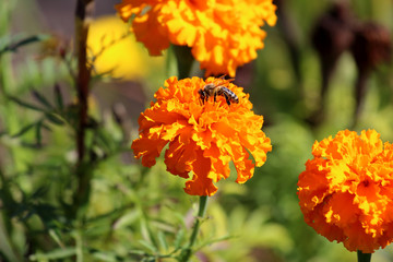 Flower in the garden