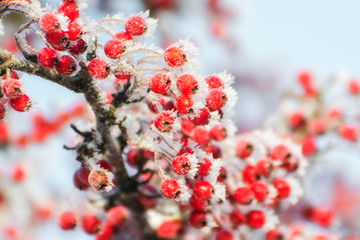 Hawthorn berries covered with frost