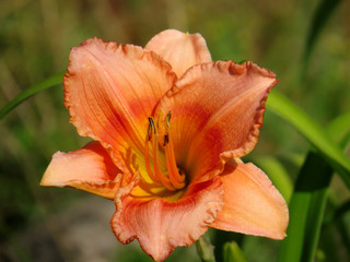 Day-lily