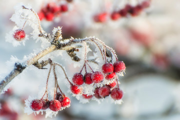 Hawthorn berries covered with frost on a sunny winter day