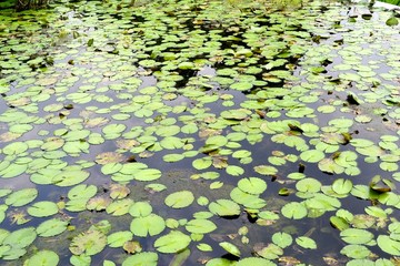 Pond with water plants