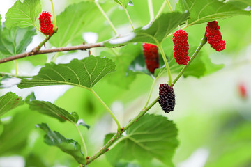 Fresh mulberry, black ripe and red unripe mulberries on the branch of tree. Healthy berry fruit. 