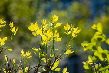 Green background