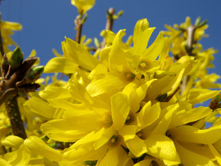 Obraz premium Yellow flowers