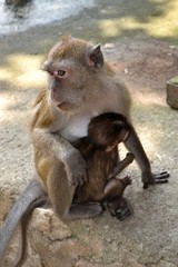 Wild monkey with cub