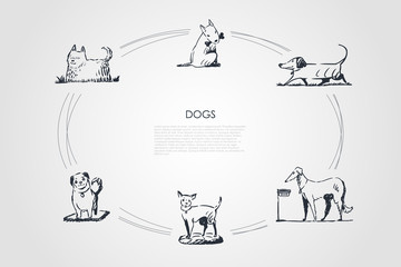 Dogs - different dog breeds walking, eating from bowl, playing with bone, sitting vector concept set