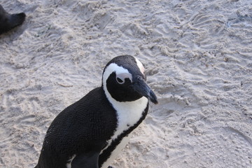 Brillenpinguin am Strand in Boulders Beach in Südafrika