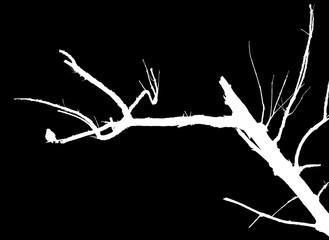  moineau sur branche sèche, fond noir 