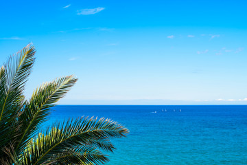 Fototapeta na wymiar Palm trees against ocean near the sea on the beach against the blue sky