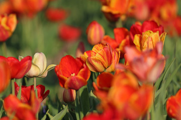 Obraz premium Tulips