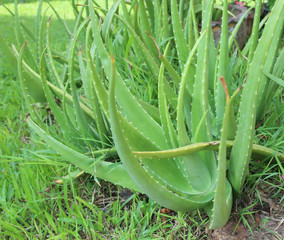 Obraz premium Aloe vera is tropical green plants tolerate hot weather.