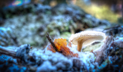 frosty mushroom