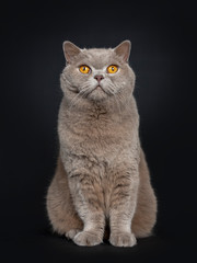 Obraz premium Handsome senior cinnamon British Shorthair cat sitting facing front. Looking above lens with wise orange eyes. Isolated on black background.