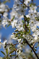 Obraz premium Spring