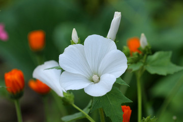 Fototapeta premium Flower in the garden