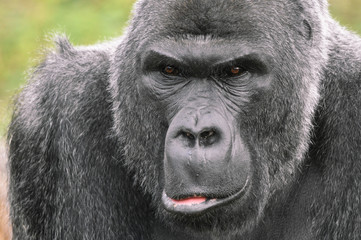 Silverback male gorilla close up of face
